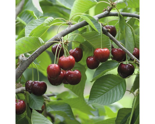 Bio Pom fructifer cireș FloraSelf Bio Prunus avium 'Schneiders Knorpelkirsche' H 120-150 cm Co 7,5 L