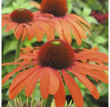 Prim-plan cu mai multe flori Echinacea în grădină