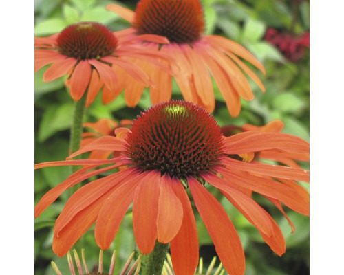 Prim-plan cu mai multe flori Echinacea în grădină
