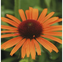 Floare de Echinacea portocalie în detaliu