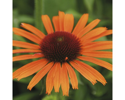 Floare de Echinacea portocalie în detaliu