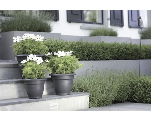 Ghivece decorative cu plante pe o scară exterioară