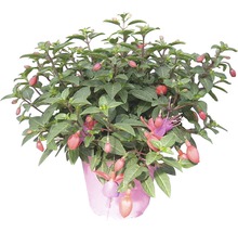 Fuchsia într-un ghiveci