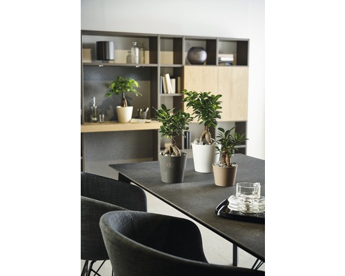 Interior cu masă și trei plante Ficus Ginseng în ghivece