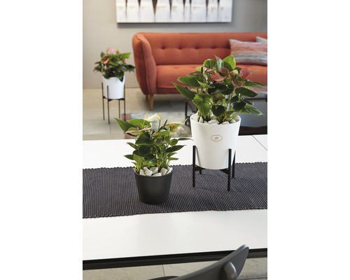 Plante de interior decorative în ghivece pe o masă într-o cameră de zi