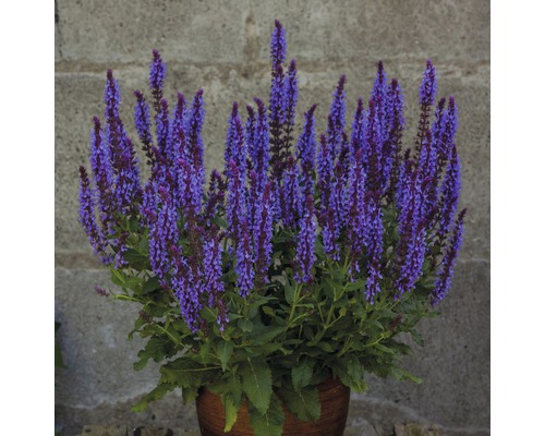 Plantă de salvie în ghiveci