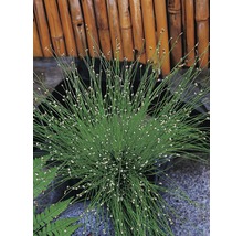 Plantă decorativă de pipirig în ghiveci, pe fundal de bambus