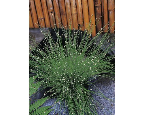 Plantă decorativă de pipirig în ghiveci, pe fundal de bambus