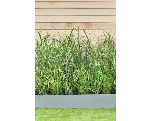 Iarbă înaltă într-o jardinieră gri în fața unui perete de lemn