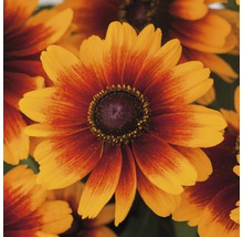 Prim-plan cu flori Rudbeckia Hirta, ideal pentru grădină