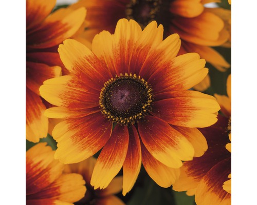 Prim-plan cu flori Rudbeckia Hirta, ideal pentru grădină