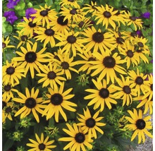 Grup de flori Rudbeckia în grădină