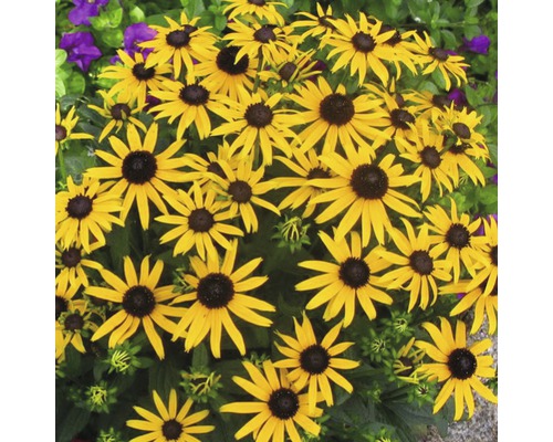 Grup de flori Rudbeckia în grădină