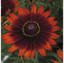 Floare de rudbeckia