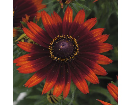 Floare de rudbeckia