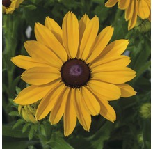 Floare galbenă Rudbeckia în detaliu
