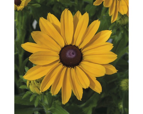 Floare galbenă Rudbeckia în detaliu