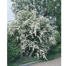 Arbust Spiraea înflorit în grădină
