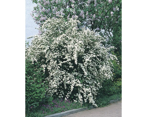 Arbust Spiraea înflorit în grădină