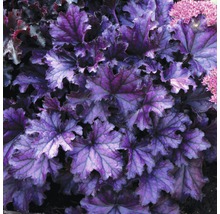 Planta Heuchera cu frunze