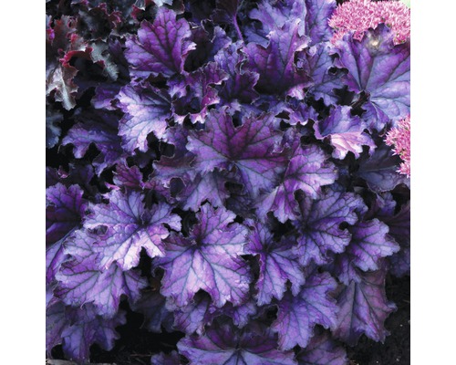 Planta Heuchera cu frunze
