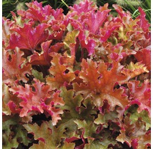 Planta Heuchera cu frunze decorative