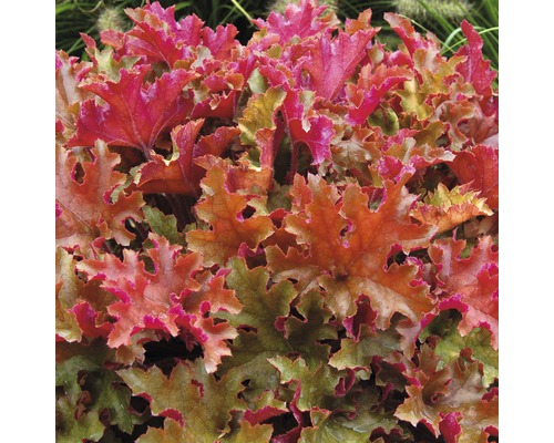 Planta Heuchera cu frunze decorative