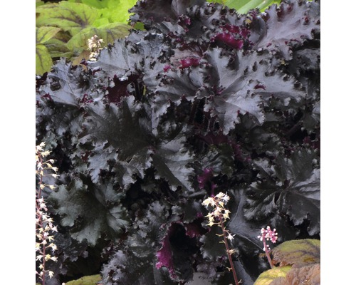 Prim-plan cu o plantă Heuchera cu frunze și flori