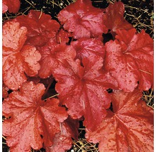 Prim-plan cu o plantă Heuchera cu frunze
