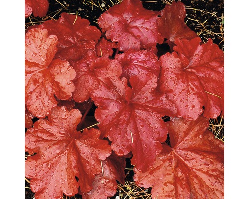 Prim-plan cu o plantă Heuchera cu frunze