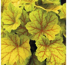 Prim-plan cu frunze de Heuchera