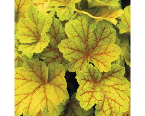 Prim-plan cu frunze de Heuchera