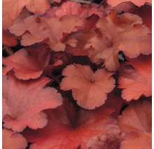 Prim-plan cu frunzele unei plante Heuchera