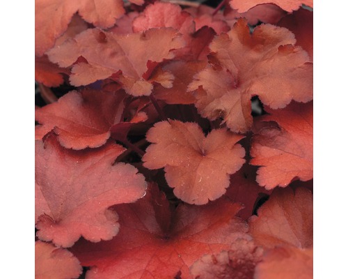 Prim-plan cu frunzele unei plante Heuchera