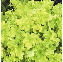 Prim-plan cu o plantă Heuchera cu frunze