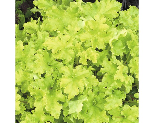Prim-plan cu o plantă Heuchera cu frunze