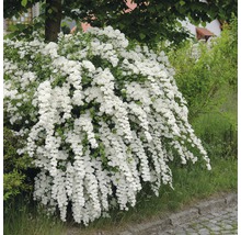 Arbust Spiraea cu flori albe