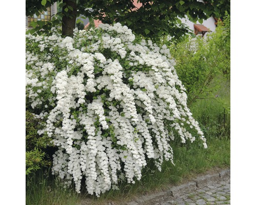 Arbust Spiraea cu flori albe