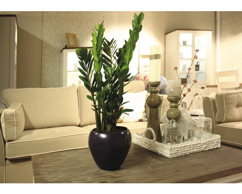 Plantă Zamioculcas într-un ghiveci pe o masă într-o sufragerie.