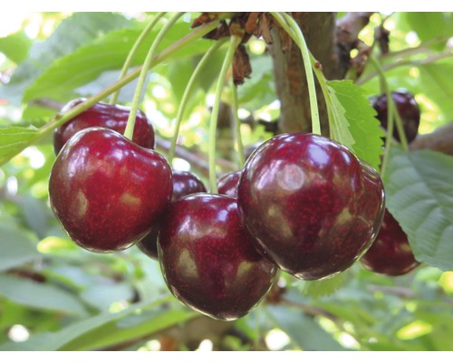 Bio Pom fructifer cireș autofertil FloraSelf Bio Prunus avium 'Sunburst' H 120-150 cm Co 7,5 L
