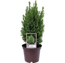 Chamaecyparis obtusa ''Nana Gracilis'' într-un ghiveci