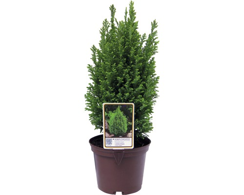 Chamaecyparis obtusa ''Nana Gracilis'' într-un ghiveci