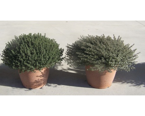 Două plante de cimbru la ghiveci una lângă alta