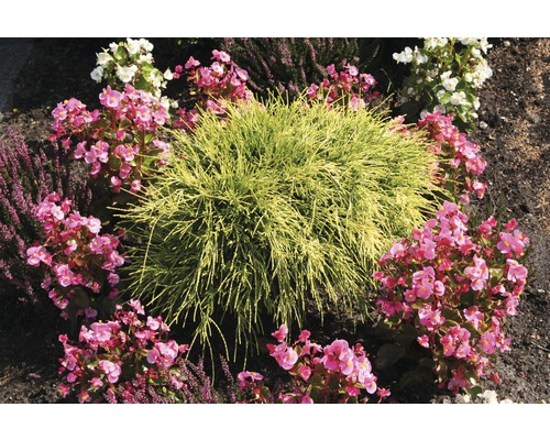 Scenă cu arbuști ornamentali și begonii într-o grădină