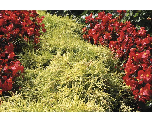 Chiparos galben cu begonii roșii în grădină