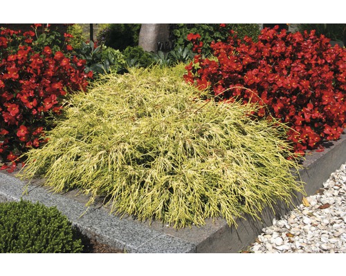 Plantă ornamentală galbenă de chiparos în grădină