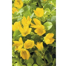 Lysimachia nummularia galbenă cu frunze verzi.