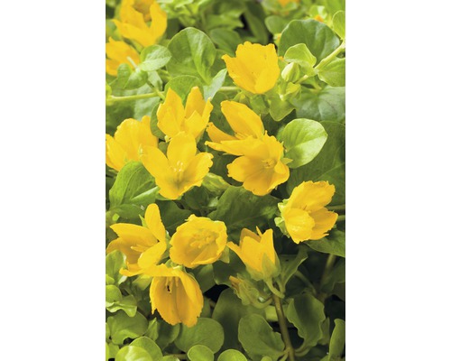 Lysimachia nummularia galbenă cu frunze verzi.