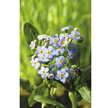Nu-mă-uita plantă cu flori albastre deschis