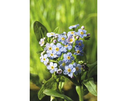Nu-mă-uita plantă cu flori albastre deschis